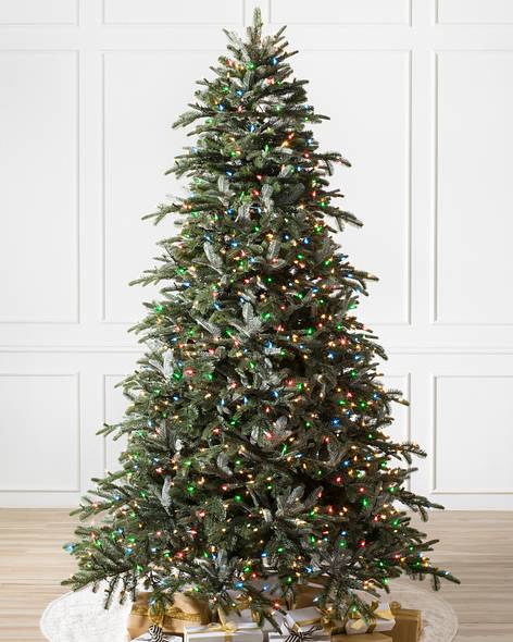 BH Nordmann Fir - child-1